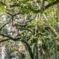 Are there any free attractions to visit in savannah georgia?